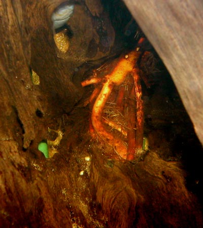 mangrove on mangrove root